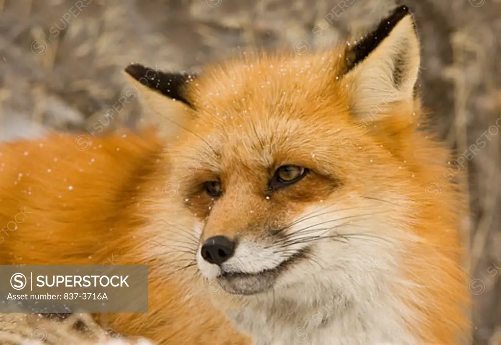 Close-up of a Red fox (Vulpes vulpes)