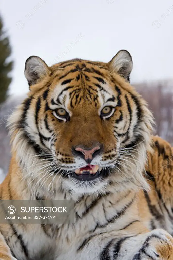 Close-up of a Siberian tiger (Panthera tigris altaica)