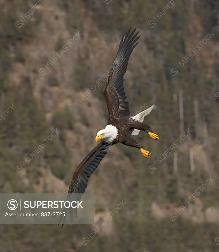 Bald eagle (Haliaeetus leucocephalus) flying