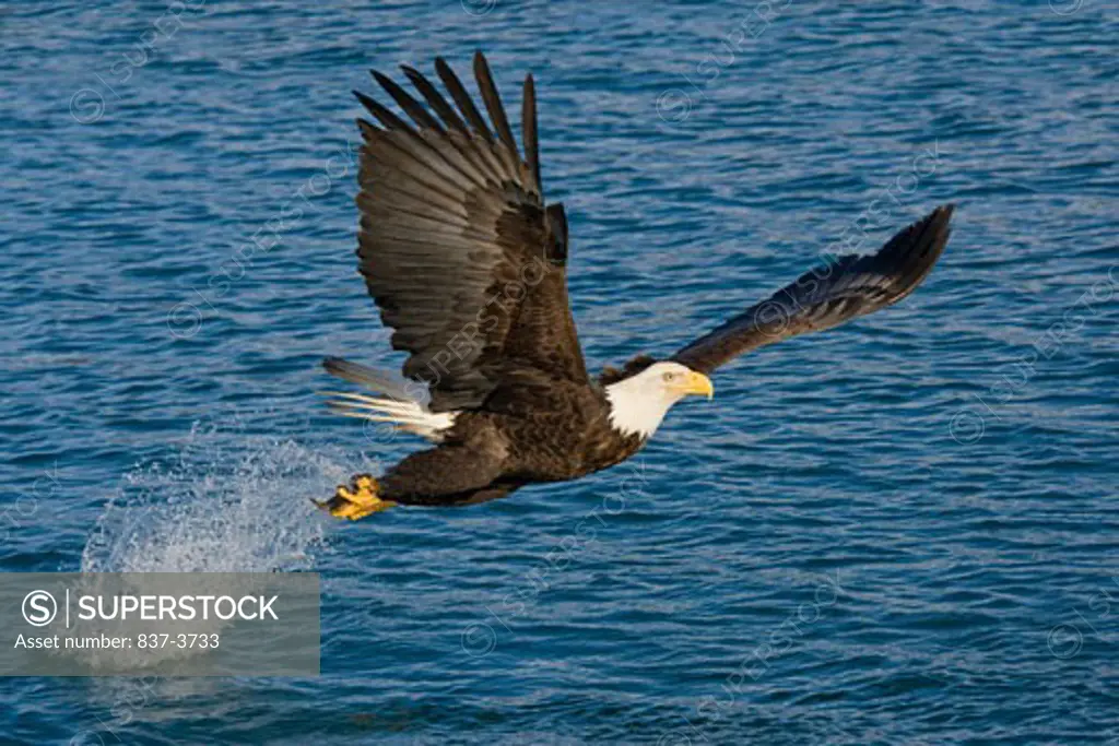 Bald eagle (Haliaeetus leucocephalus) flying over water