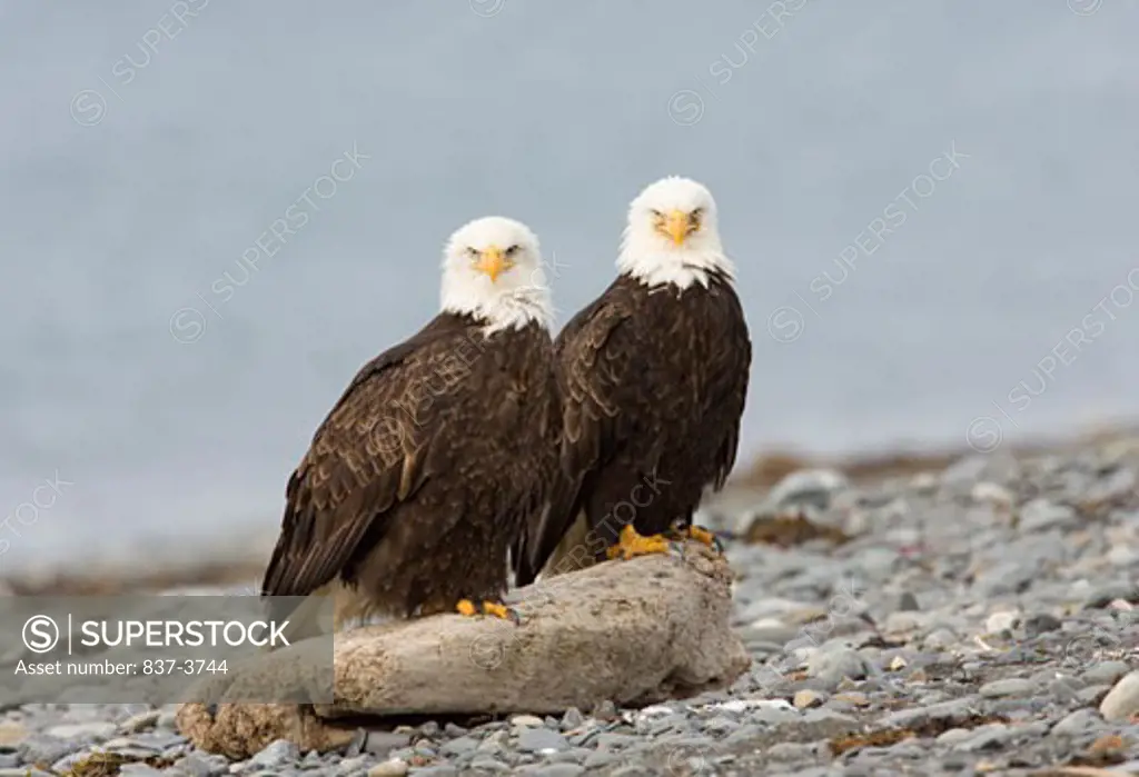 Two Bald eagles (Haliaeetus leucocephalus) perching on a rock
