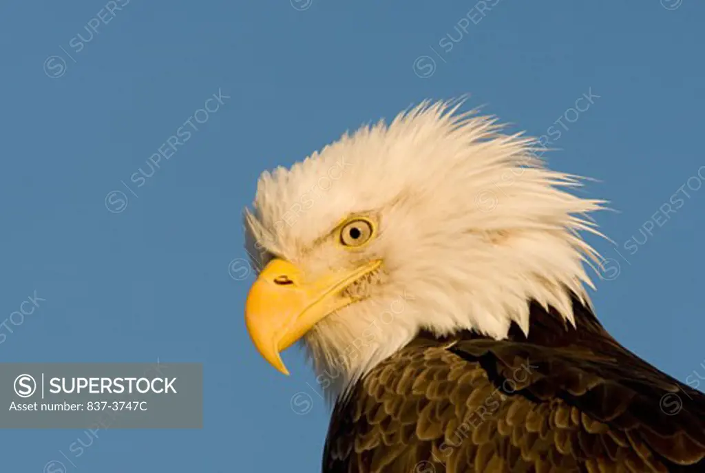 Close-up of a Bald eagle (Haliaeetus leucocephalus)