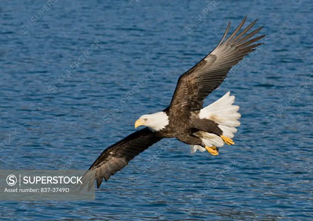 Bald eagle (Haliaeetus leucocephalus) flying over water