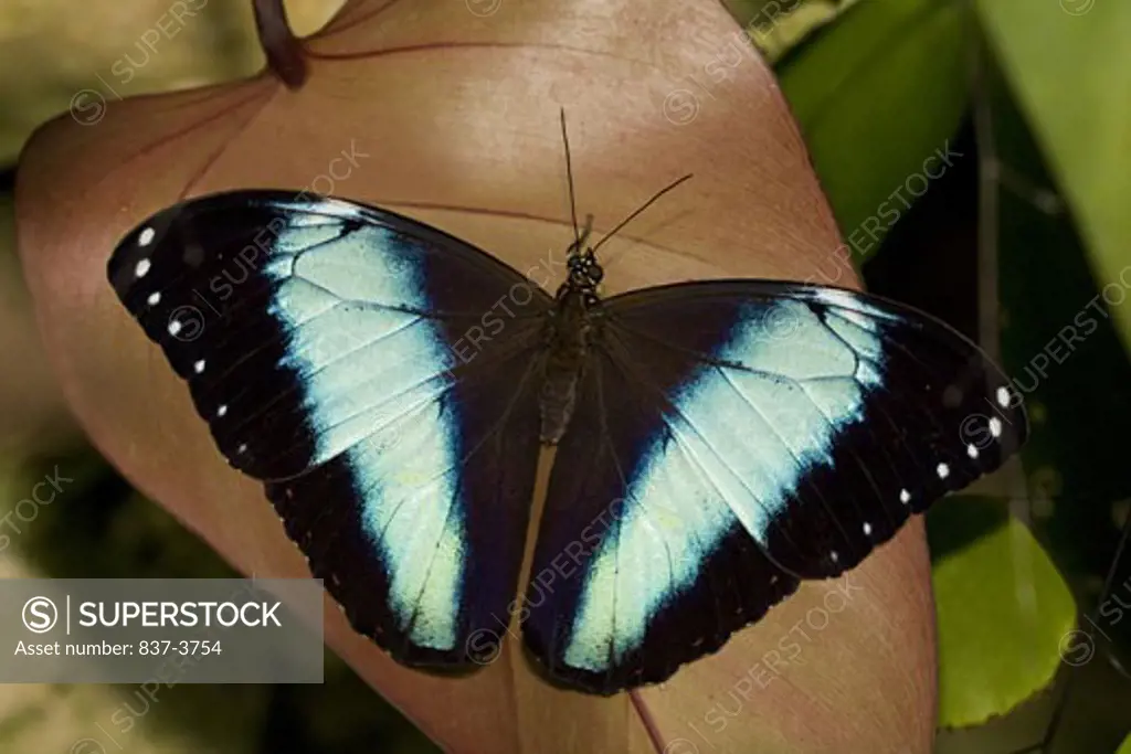 Blue-Banded Morpho butterfly (Morpho achilles) on a plant