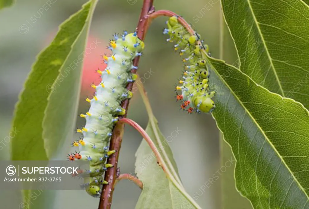 Cecropia Moth caterpillar (Hyalophora cecropia) on a twig