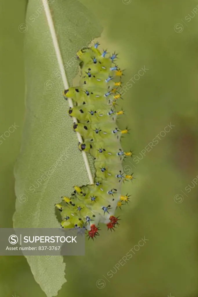 Cecropia Moth caterpillar (Hyalophora cecropia) on a leaf