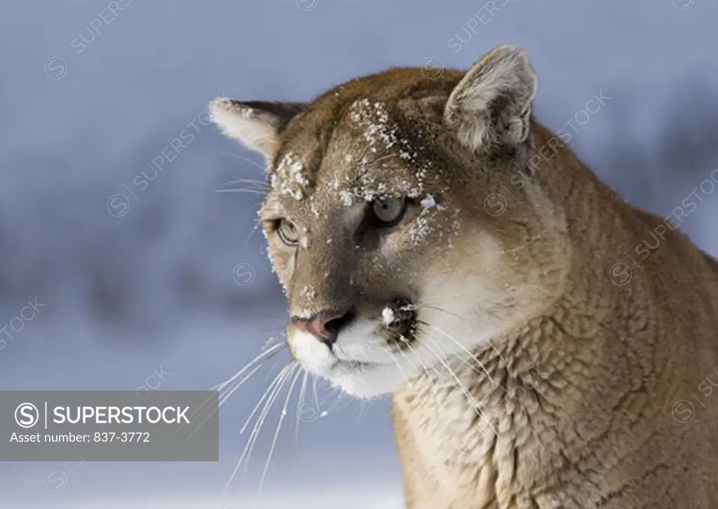 Close-up of a Mountain lion (Puma concolor)