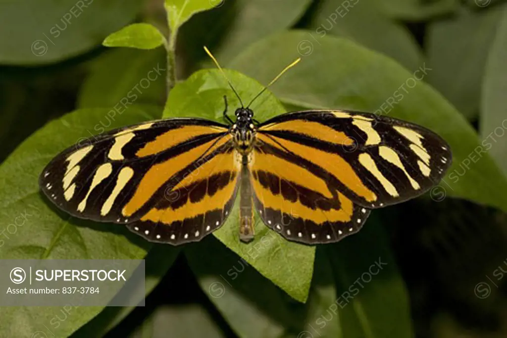 Tiger Longwing butterfly (Heliconius hecale) perching on a twig