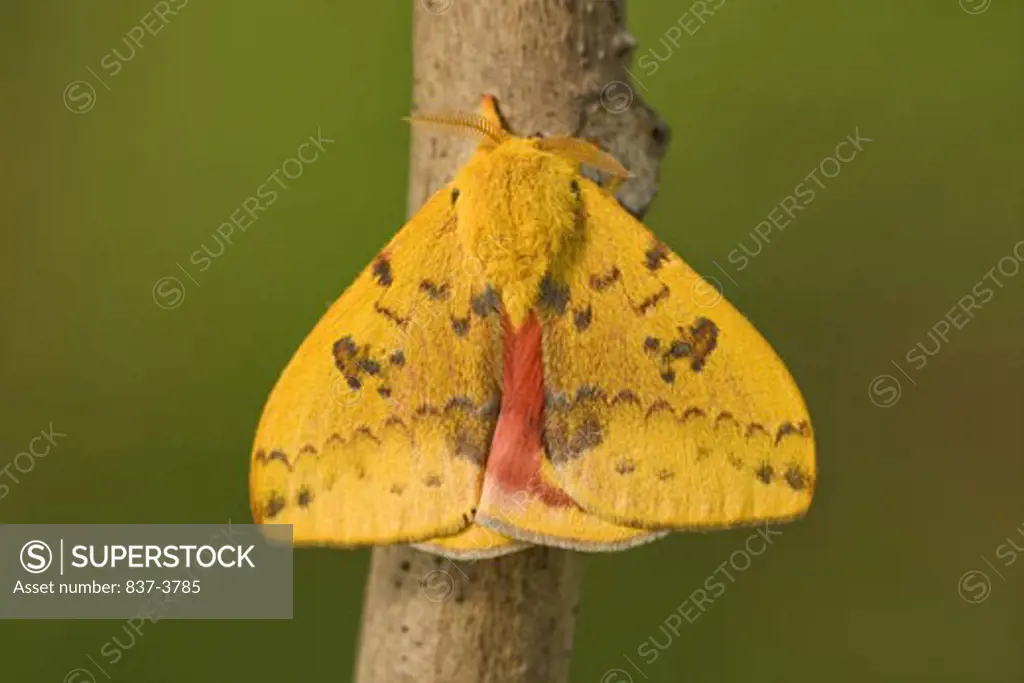 Close-up of an Io moth (Automeris io) on a tree