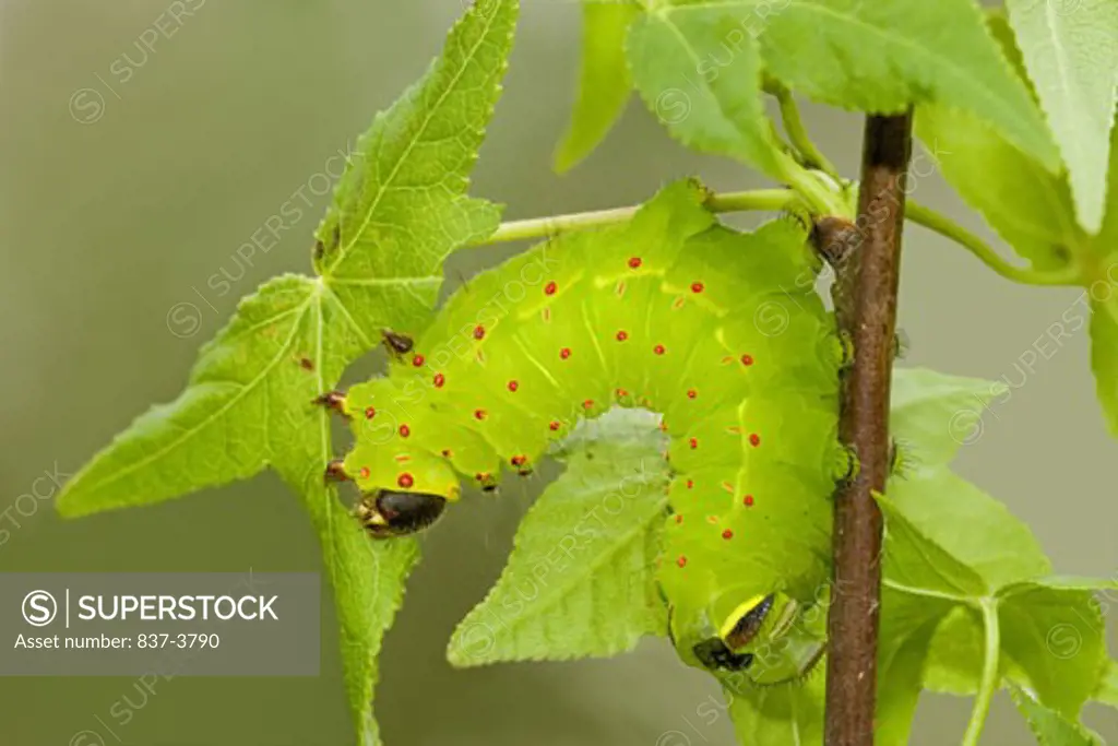 Close-up of a Luna moth caterpillar (Actias luna) on a twig
