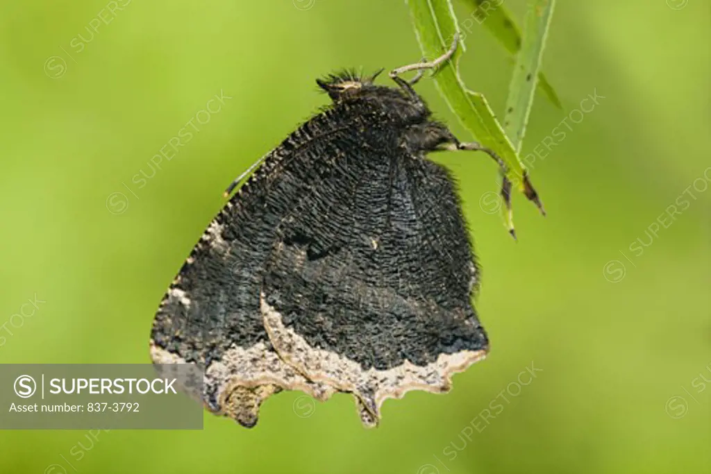 Close-up of a Mourning Cloak butterfly (Nymphalis antiopa) on a leaf