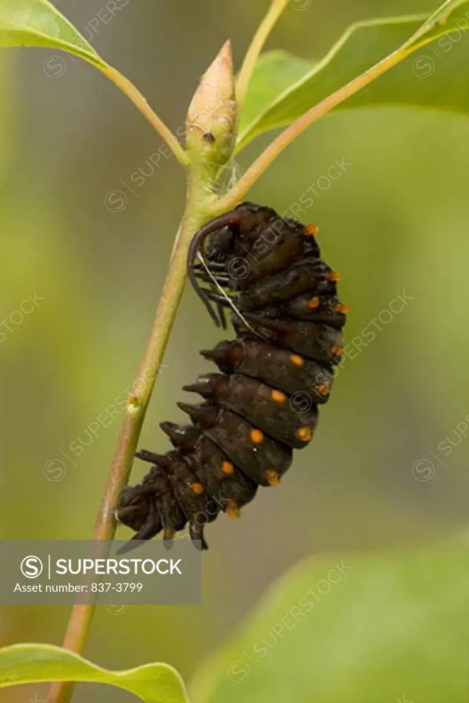 Close-up of a Pipevine Swallowtail Butterfly caterpillar (Battus philenor) on a twig