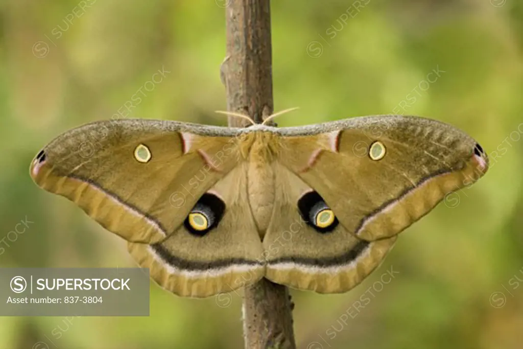 Close-up of a Polyphemus moth (Antheraea polyphemus)