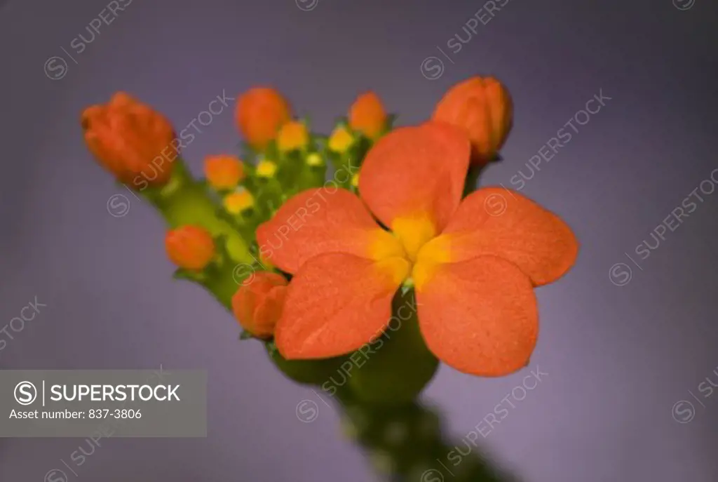 Close-up of a Psiguria (Psiguria warscewiczii) flower