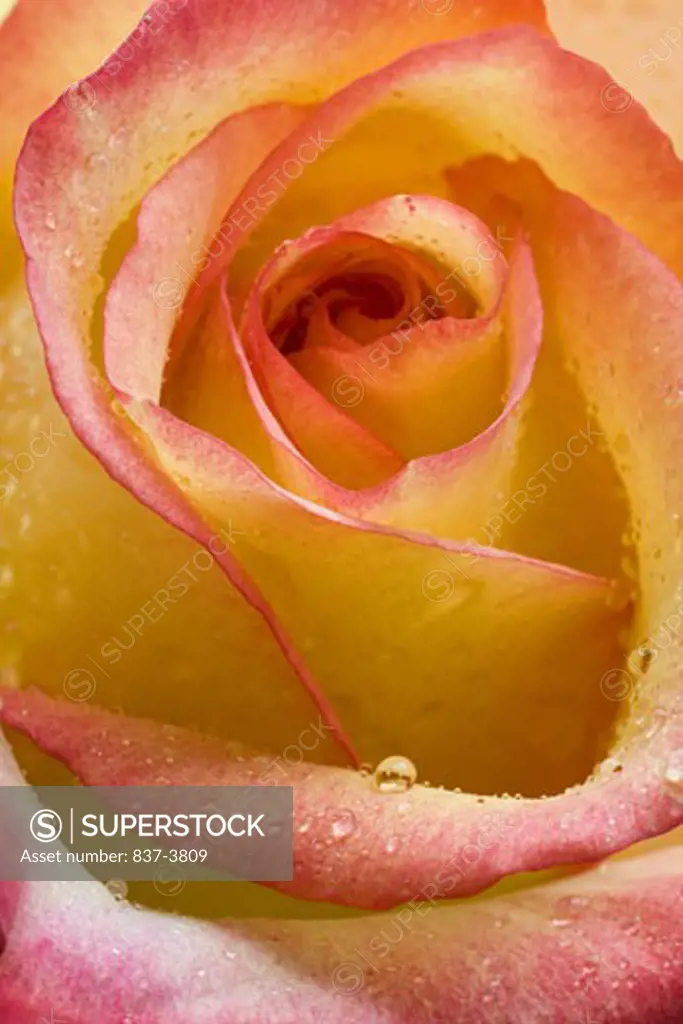Close-up of a Hybrid Yellow Orange Rose