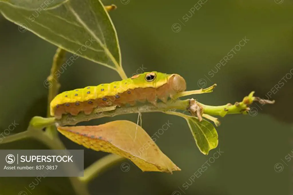 Close-up of a Spicebush Swallowtail butterfly caterpillar (Papilio troilus) and a chrysalis on a twig