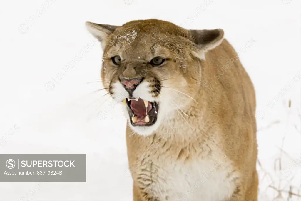 Close-up of a Mountain lion (Puma concolor)