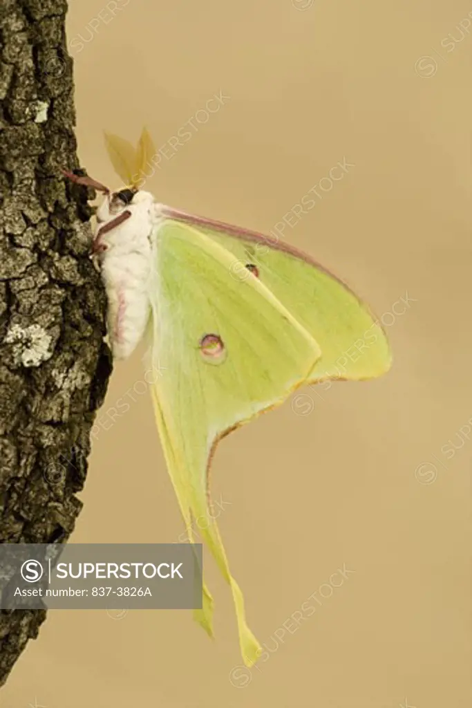 Luna moth (Actias luna) on a tree trunk