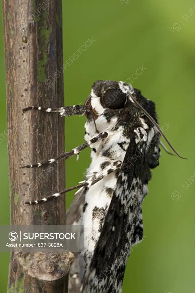 Rustic Sphinx moth (Manduca rustica) on a tree trunk