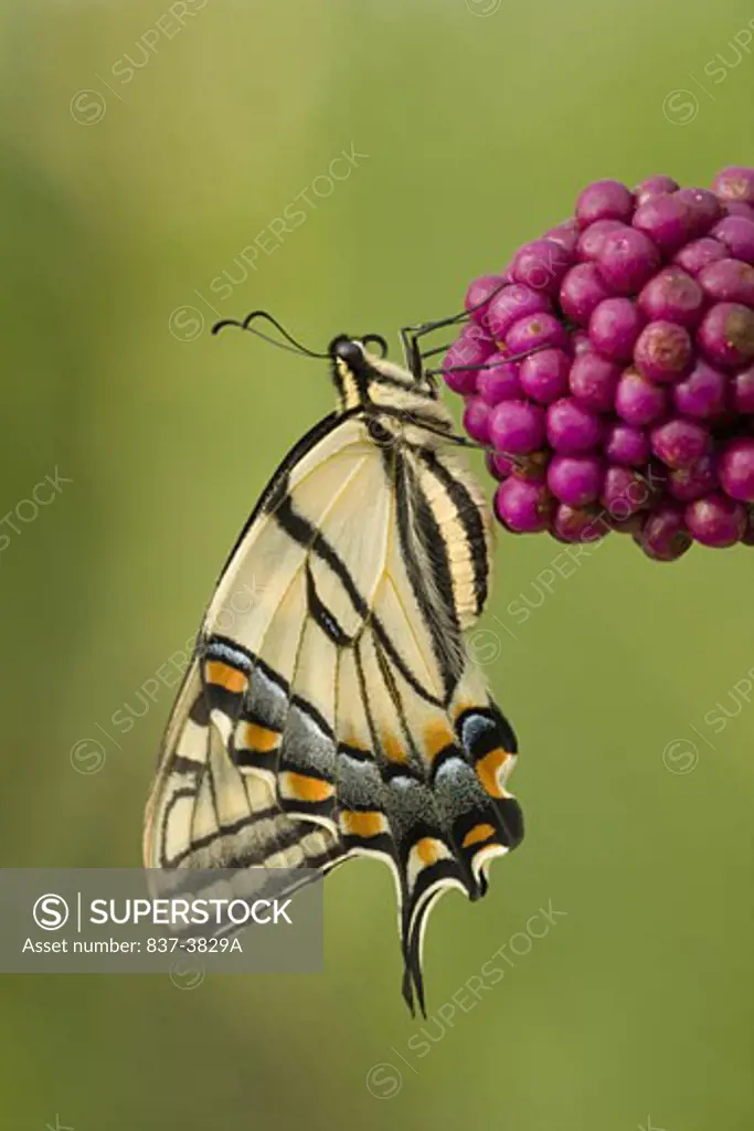 Close-up of an Eastern Tiger Swallowtail butterfly (Papilio glaucus) pollinating a flower