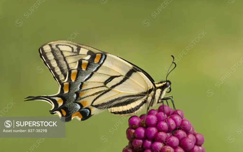 Close-up of an Eastern Tiger Swallowtail butterfly (Papilio glaucus) pollinating a flower