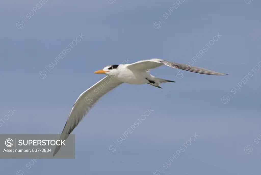 Royal tern (Sterna maxima) in flight