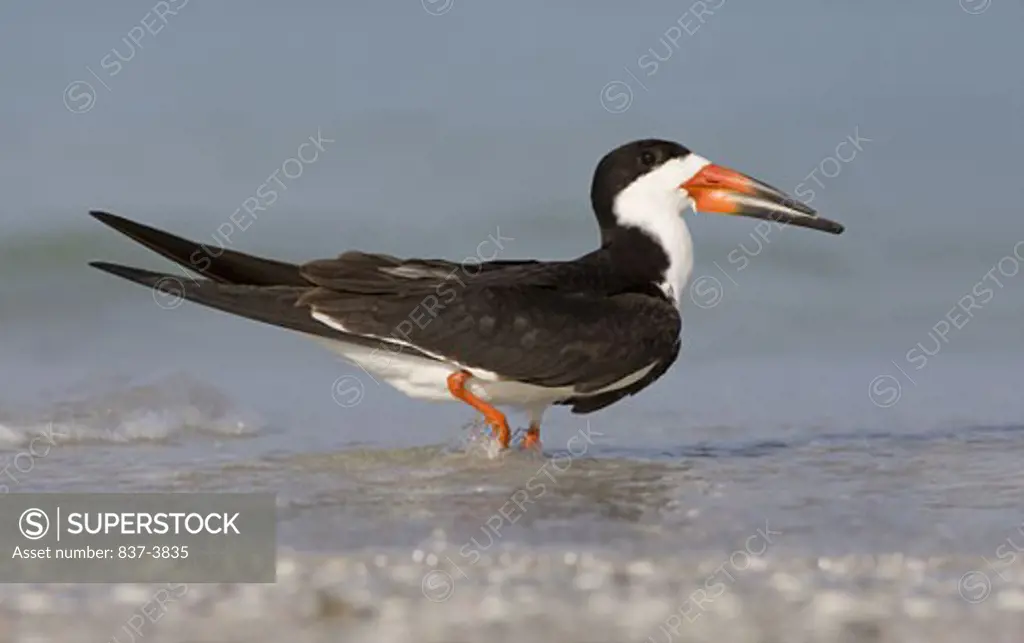Black skimmer (Rynchops niger) wading on the beach