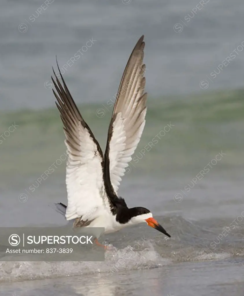 Black skimmer (Rynchops Niger) flapping its wings