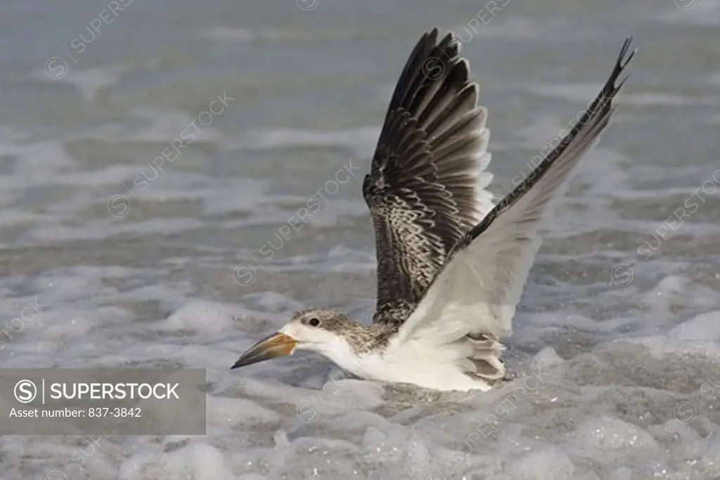 Juvenile Black skimmer (Rynchops Niger) flapping its wings