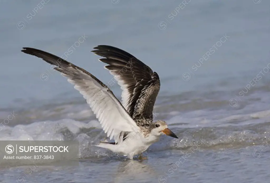 Juvenile Black skimmer (Rynchops Niger) flapping its wings