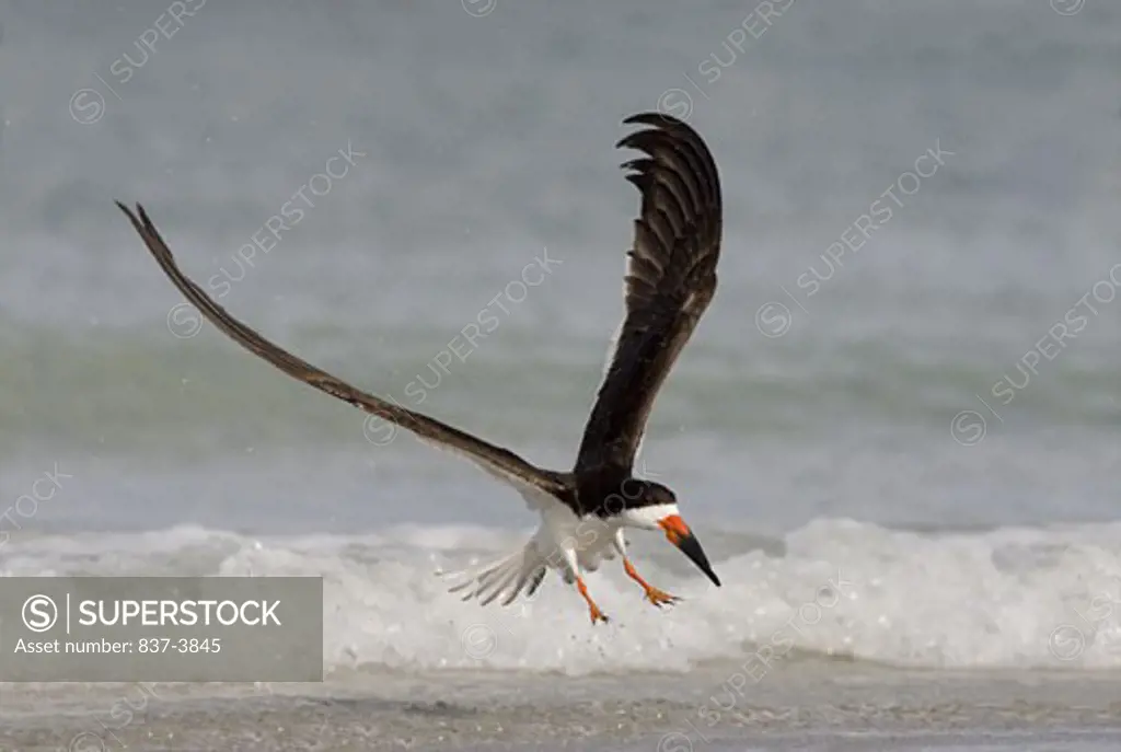 Black skimmer (Rynchops Niger) landing on water
