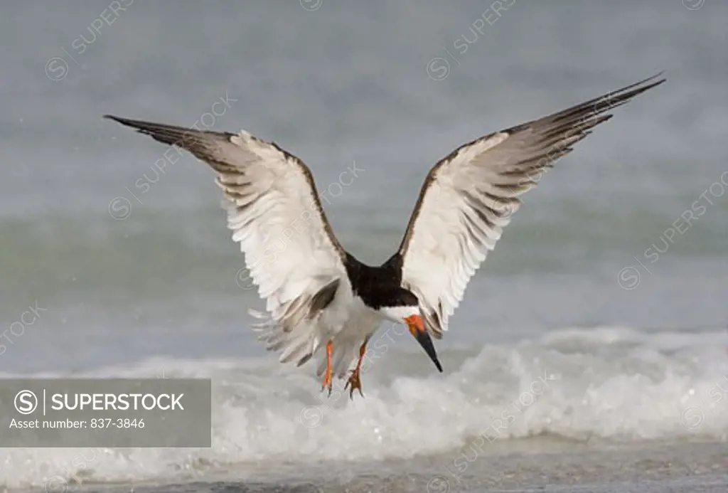 Black skimmer (Rynchops Niger) flying above water
