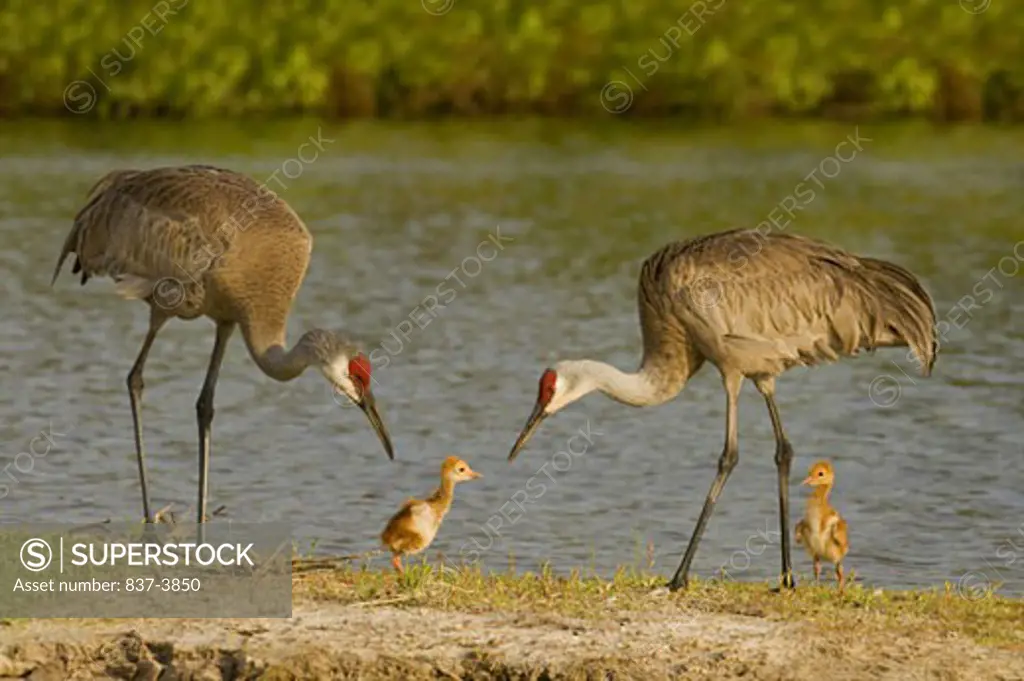 Sandhill cranes (Grus canadensis) with its chicks
