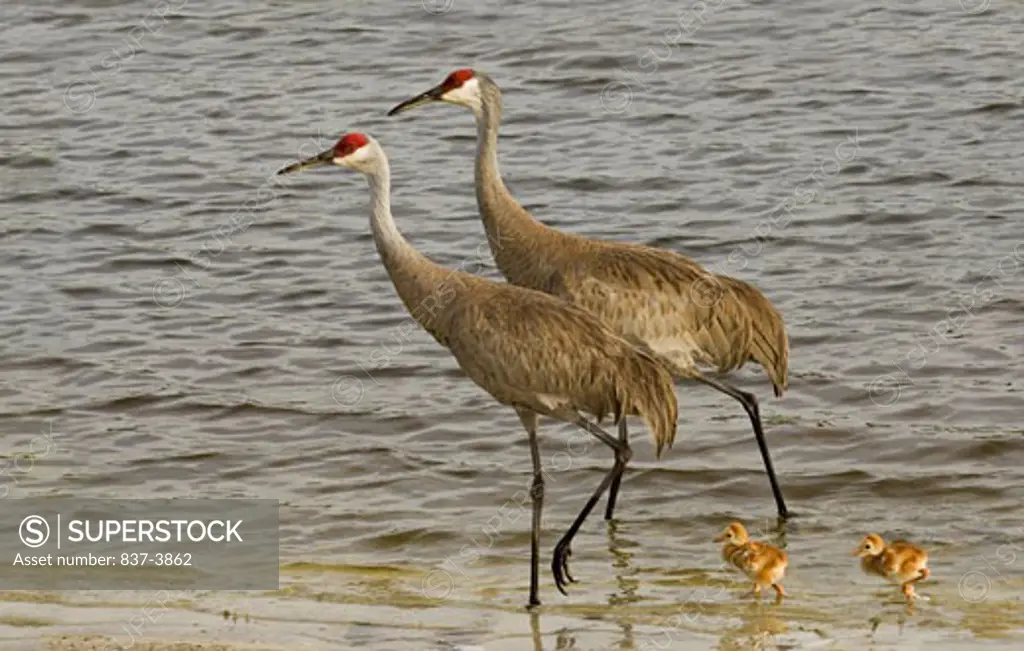 Sandhill cranes (Grus canadensis) wading with its chicks