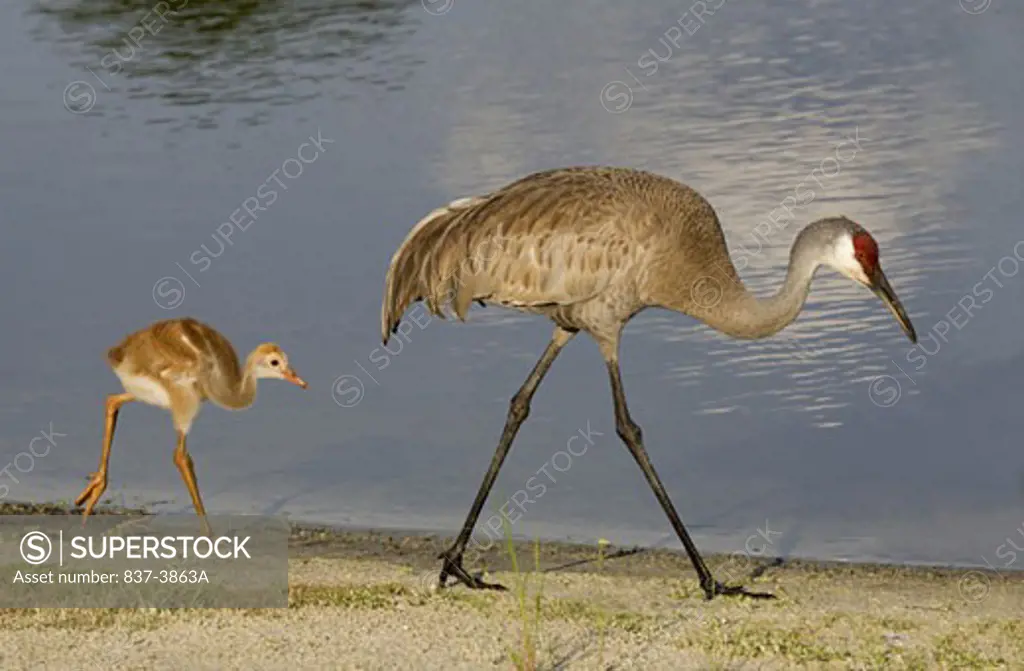 Sandhill crane (Grus canadensis) with its chick at the lakeside