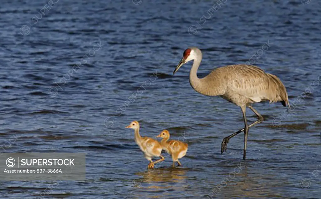 Sandhill crane (Grus canadensis) wading with its chicks