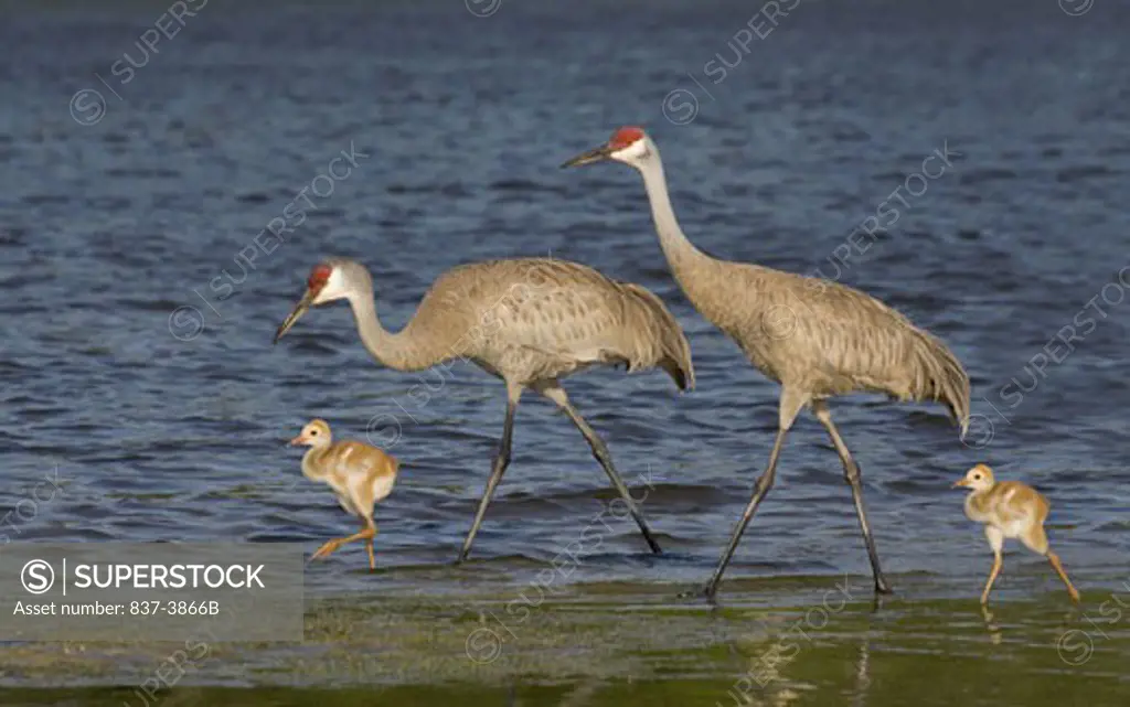 Sandhill cranes (Grus canadensis) wading with its chicks