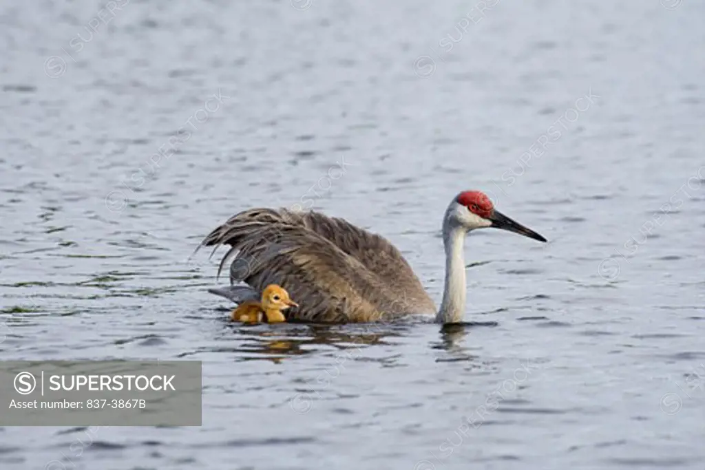Sandhill crane (Grus canadensis) swimming with its chick