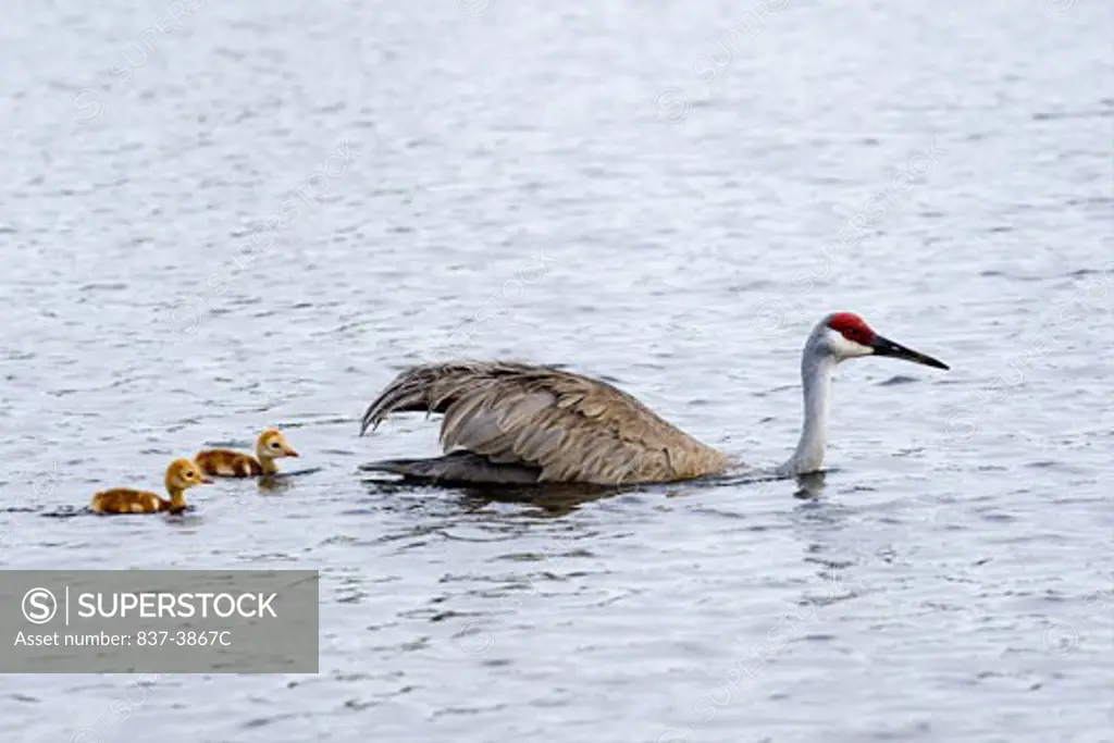 Sandhill crane (Grus canadensis) swimming with its chicks