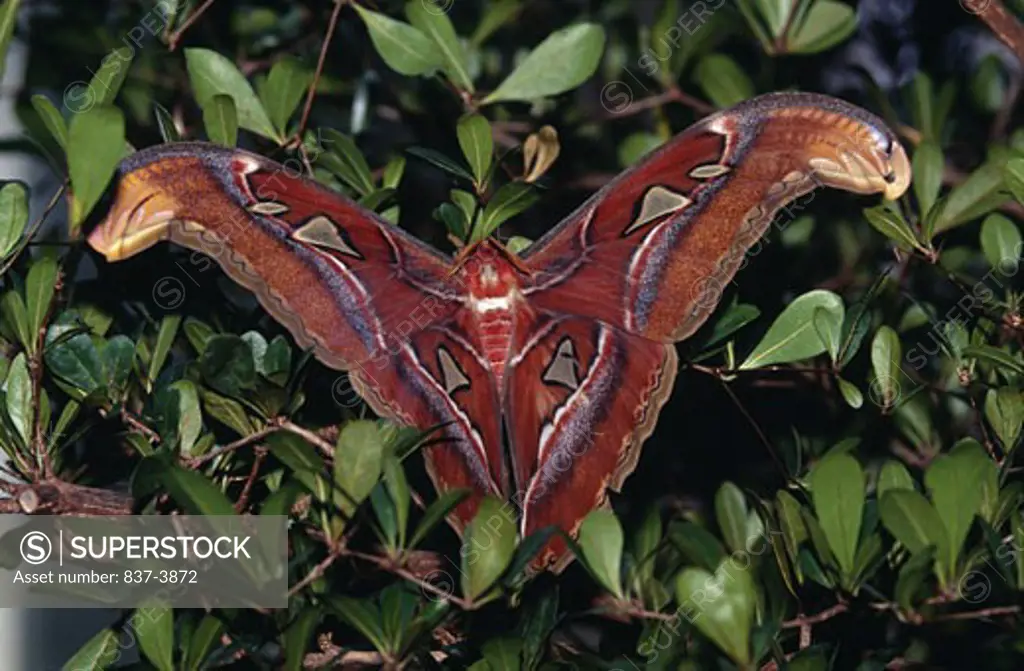 Close-up of an Atlas moth (Attacus atlas)