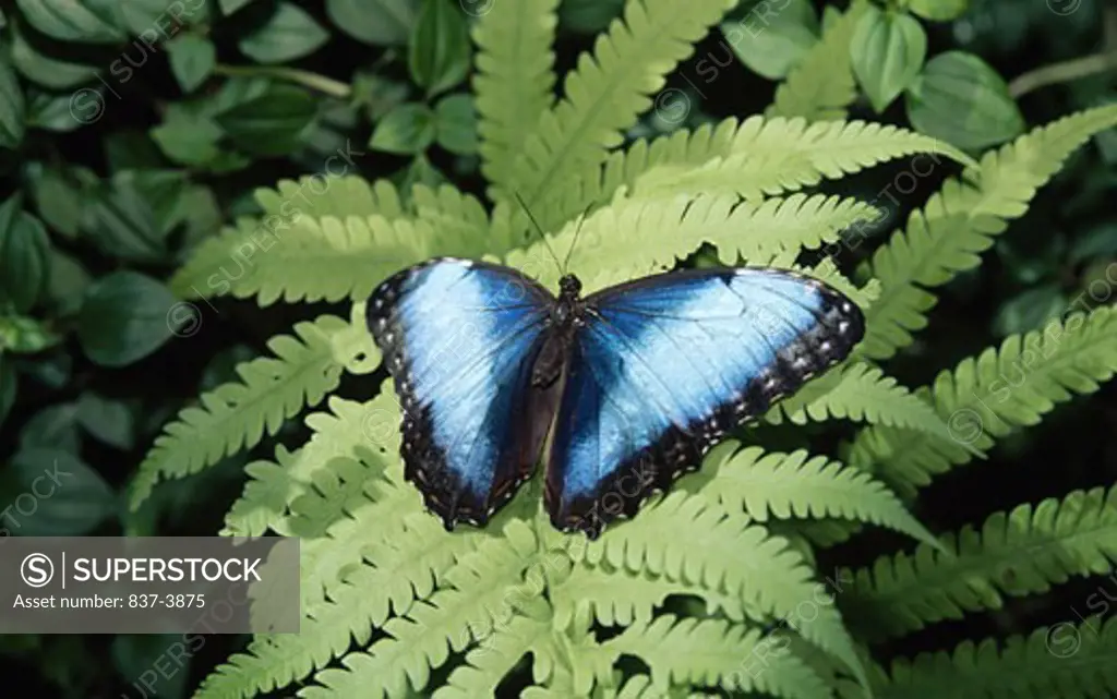 Peleides Blue Morpho butterfly (Morpho peleides) on a plant