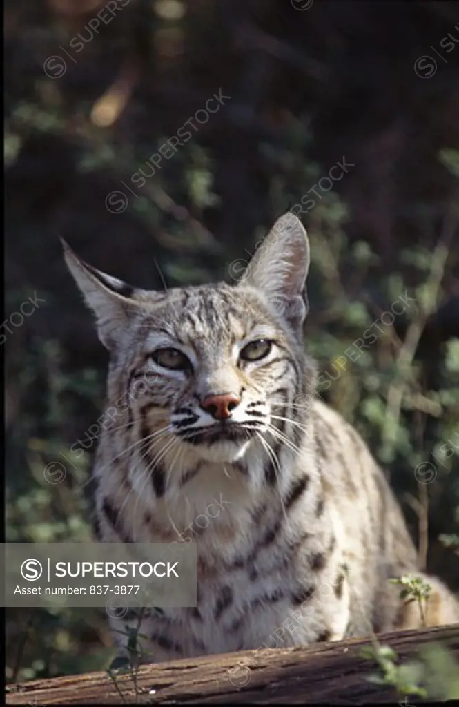Close-up of a bobcat (Lynx rufus)