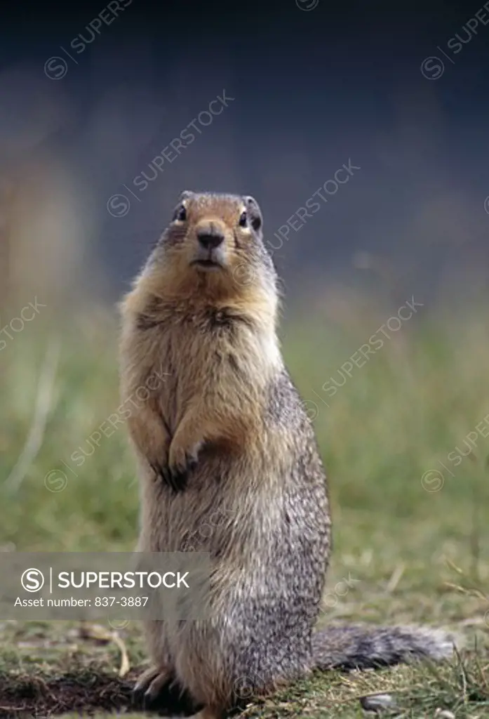 Close-up of a Columbian Ground squirrel (Spermophilus columbianus)