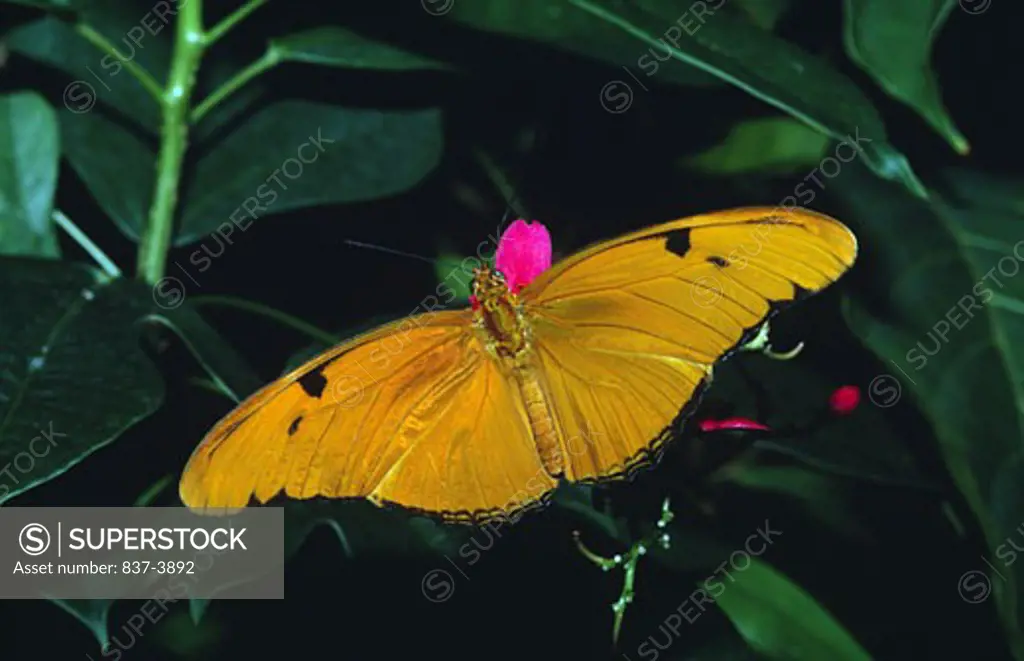 Julia butterfly (Dryas julia) pollinating flowers