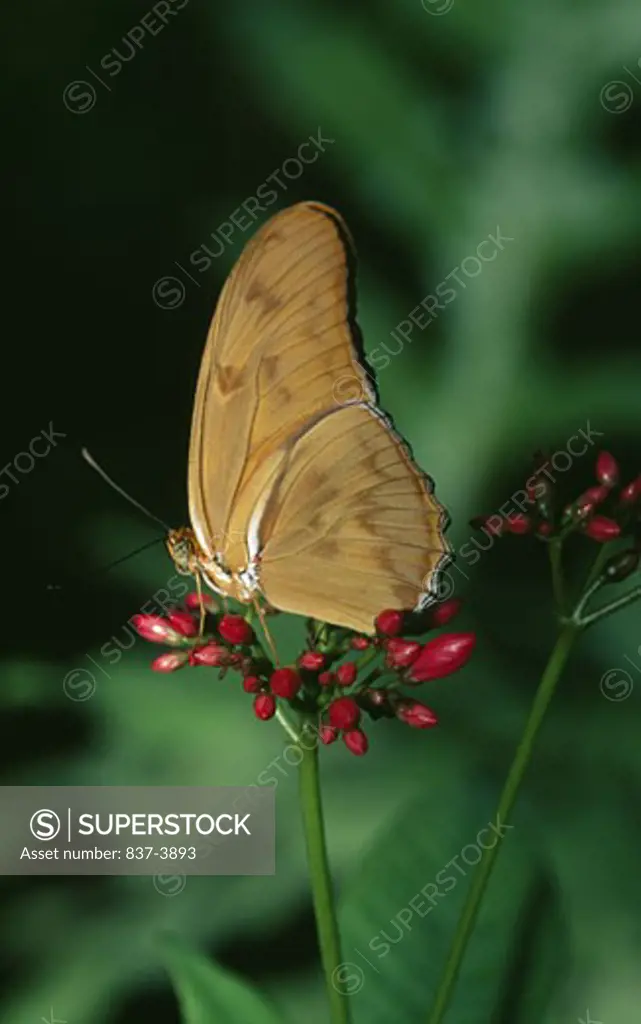 Julia butterfly (Dryas julia) pollinating flowers