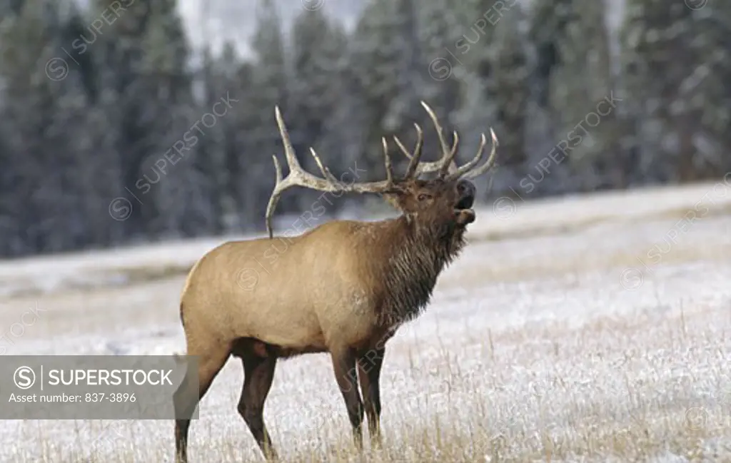 Elk (Cervus elaphus) bugling in a forest, Yellowstone National Park, Wyoming, USA
