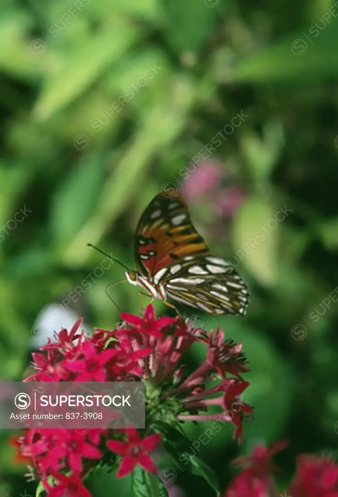 Gulf Fritillary butterfly (Agraulis vanillae) pollinating flowers