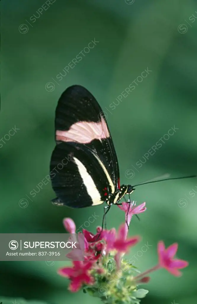 Small Postman butterfly (Heliconius erato) pollinating flowers