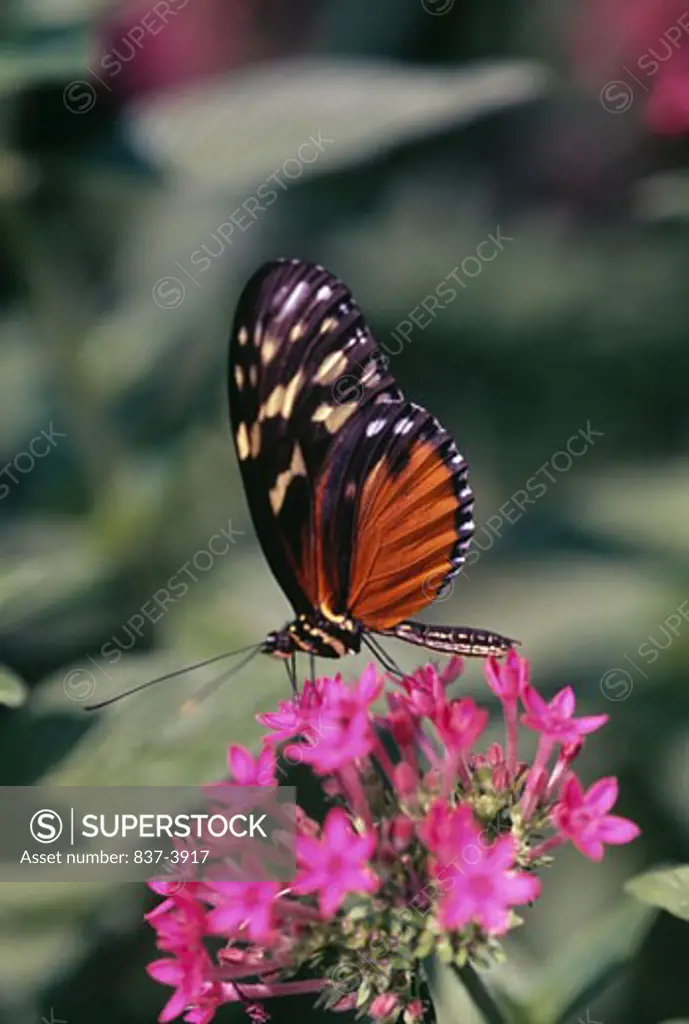 Close-up of a Tiger Longwing butterfly (Heliconius hecale) pollinating flowers
