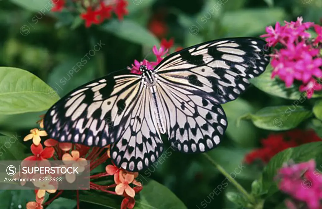 Close-up of a Paper Kite butterfly (Idea leuconoe) pollinating flowers